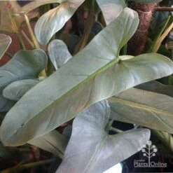 Philodendron Silver Sword -GARDEN Shop philo silver sword mature leaf