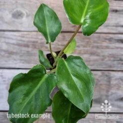 Philodendron Imbe -GARDEN Shop philodendron imbe 1