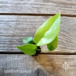 Philodendron Minima - Mini Monstera 15 Philodendron Minima - Mini Monstera -GARDEN Shop philodendron minima 1 edited