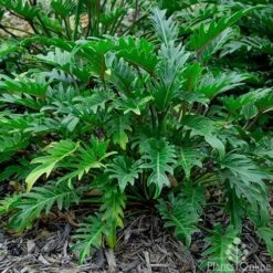 Philodendron Xanadu -GARDEN Shop philodendron xanadu 500