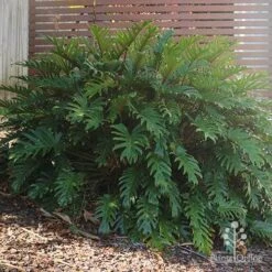 Philodendron Xanadu -GARDEN Shop philodendron xanadu home