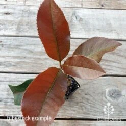 Photinia Black Jack -GARDEN Shop photinia black jack 1