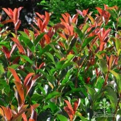 Photinia Red Robin -GARDEN Shop photinia fraseri red robin 4