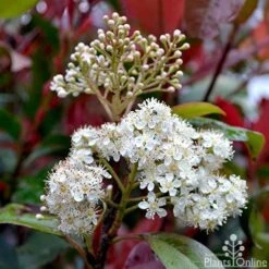 Photinia Red Robin -GARDEN Shop photinia fraseri red robin flower