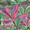 Photinia Pink Marble 30 Photinia Pink Marble -GARDEN Shop photinia pink marble leaves