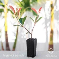 Photinia Pink Marble 21 Photinia Pink Marble -GARDEN Shop photinia pink marble tube