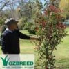 Photinia Thin Red -GARDEN Shop photinia thin red 500 1