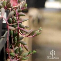 Othonna Ruby Necklace - Little Pickles - Succulent -GARDEN Shop pickles othonna