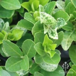 Euonymus Pierrolino - Variegated Spindle -GARDEN Shop pierrolino leaf markings