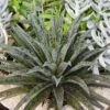 Mangave Pineapple Express - Succulent -GARDEN Shop pineapple express
