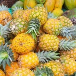 Pineapple Pure Gold -GARDEN Shop pineapple gold 500