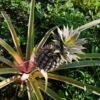 Pineapple Pure Gold 27 Pineapple Pure Gold -GARDEN Shop pineapple on stalk
