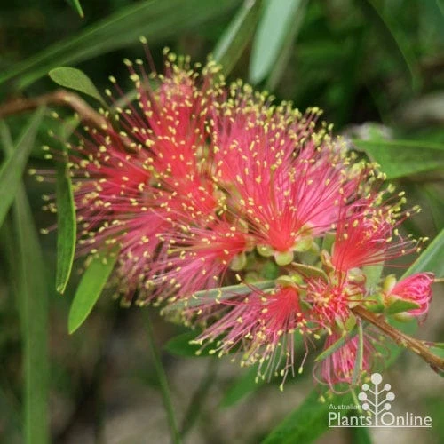 Callistemon Pink Champagne 10 Callistemon Pink Champagne - Image 10