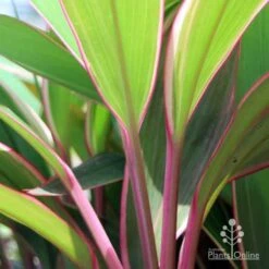 Cordyline Fruticosa Pink Diamond -GARDEN Shop pink diamond stem