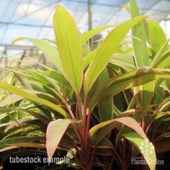 Cordyline Fruticosa Pink Diamond -GARDEN Shop pink diamond tubestock