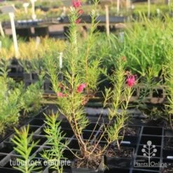 Grevillea Pink Pearl -GARDEN Shop pink pearl tubestock grevillea