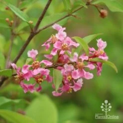 Malpighia Pixie - Acerola -GARDEN Shop pixie flower cluster
