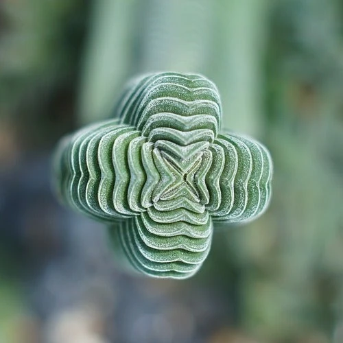 Crassula Buddha’s Temple - Succulent 2 Crassula Buddha’s Temple - Succulent - Image 2