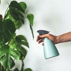 Monstera Deliciosa - Fruit Salad Plant, Swiss Cheese 15 Monstera Deliciosa - Fruit Salad Plant, Swiss Cheese -GARDEN Shop plant misting