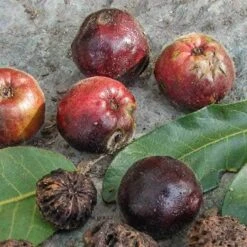 Burdekin Plum - Pleiogynium -GARDEN Shop pleiogynium timoriense burdekin plum fruit