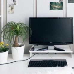 Beaucarnea - Ponytail Palm 7 Beaucarnea - Ponytail Palm -GARDEN Shop ponytail home office