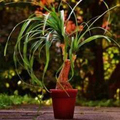 Beaucarnea - Ponytail Palm 9 Beaucarnea - Ponytail Palm -GARDEN Shop ponytail potted 2