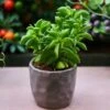 Peperomia Dolabriformis - Prayer Pepper - Succulent 21 Peperomia Dolabriformis - Prayer Pepper - Succulent -GARDEN Shop prayer pepper