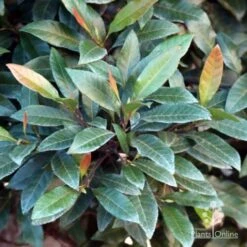 Elaeocarpus Prima Donna - Blueberry Ash -GARDEN Shop prima donna foliage