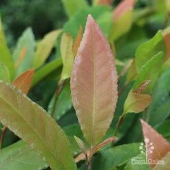 Elaeocarpus Prima Donna - Blueberry Ash -GARDEN Shop prima donna leaf