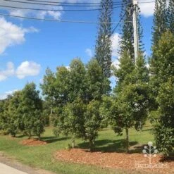 Elaeocarpus Prima Donna - Blueberry Ash -GARDEN Shop prima donna nursery drive