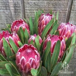 Protea Pink Ice -GARDEN Shop protea pink ice