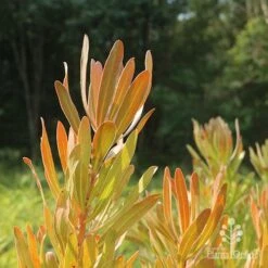 Protea Pink Ice -GARDEN Shop protea pink ice in sunshine