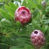 Protea Pink Ice -GARDEN Shop proteas bush