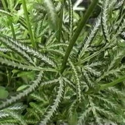 Pteris - Slender Brake Fern -GARDEN Shop pteris victoiare