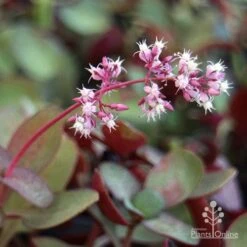Crassula Purple Dragon - Fairy Crassula -GARDEN Shop purple dragon crassula flower