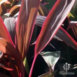Cordyline Fruticosa Purple Prince -GARDEN Shop purple prince leaf colour