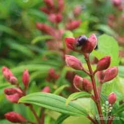 Tibouchina Purple Star -GARDEN Shop purple star buds rain