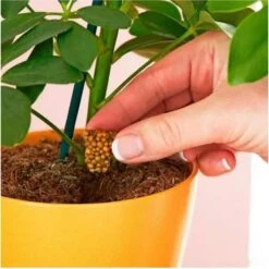 Miracle Gro Push & Feed Plant Food -GARDEN Shop push and feed