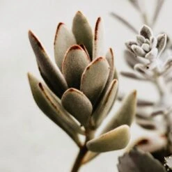 Kalanchoe Tomentosa – Panda Plant - Succulent -GARDEN Shop pussy ears panda plant