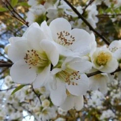 Chaenomeles Nivalis - Japanese Quince -GARDEN Shop quince nivalis crop