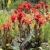 Canna Americana - 1 Bulb -GARDEN Shop red canna plant dark leaf