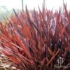 Cordyline Australis Red Sensation -GARDEN Shop red sensation backlit