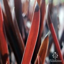 Cordyline Australis Red Sensation -GARDEN Shop red sensation leaf