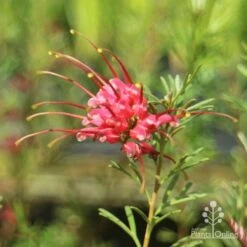 Grevillea Red Wings -GARDEN Shop redwings flower close