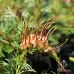 Grevillea Red Wings -GARDEN Shop redwings fully open flower