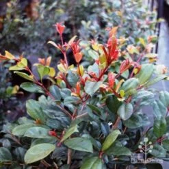 Syzygium Resilience - Lilly Pilly -GARDEN Shop resilience leaf colour