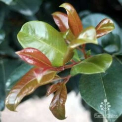 Syzygium Resilience - Lilly Pilly -GARDEN Shop resilience leaf colours