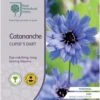 Catananche - Cupid's Dart - Seed -GARDEN Shop rhs catananche