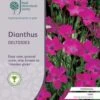 Dianthus - Maiden Pink - Seed 7 Dianthus - Maiden Pink - Seed -GARDEN Shop rhs dianthus