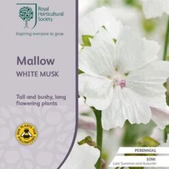 Musk Mallow - Seed